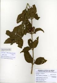 Image result for Lantana ukambensis