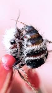 Image result for panda ant