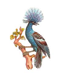 Blue Bird With Big Feathers Antique Images Free Bird Clip Art Fancy Blue Bird Perched On Branch With Big Head Feathers Antique Images Clip Art Blue Bird