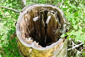Check spelling or type a new query. Empty Hollow Tree The Emptiness Inside The Fallen Tree Trunk Stock Photo Picture And Royalty Free Image Image 106432999