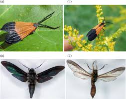 There is one more kind that involves only the harmful or noxious species present in the environment; The Evolution Of Mullerian Mimicry Springerlink