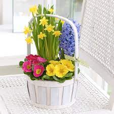 A wide variety of spring flowers plants options are available to you, such as wall, desktop and floor.you can also choose from wood, plastic and ceramic spring flowers plants,as well as from super markets, gifts stores, and department stores. This Chic Basket Of Spring Flowers Would Make A Lovely Gift For Someone Special Spring Flowers Plant Basket Spring Plants