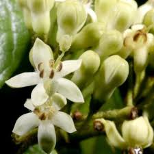 Image result for Keetia gueinzii