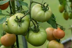 It doesn't matter whether your tomato plants are determinate or indeterminate. Do Tomatoes Grow Better In Pots Or The Ground Gardening Channel