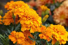 Bunga marigold berwarna cerah dan mencolok. Marigold Kaya Antioksidan Satu Harapan