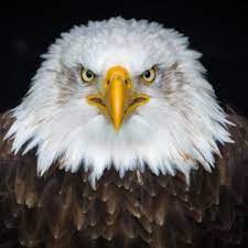 Amerikaanse zeearend zeearend vogel steenarend, arend, accipitriformes, dier png. Arenden Settels Roofvogels Valkerij