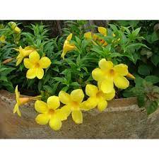 We did not find results for: Yellow Bell Vines Live Cuttings Per Stem Shopee Philippines