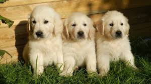 Our dogs are our beloved pets, and are members of the family. Golden Retriever Puppies Must Know Facts And Traits Petmoo