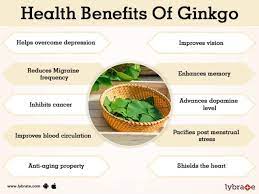 Ginkgo biloba is the most commonly ingested herb for brain health. Benefits Of Ginkgo And Its Side Effects Lybrate