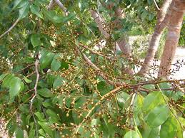 Image result for Dialium