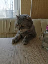 scottish cat shotlandskij kot cats animals