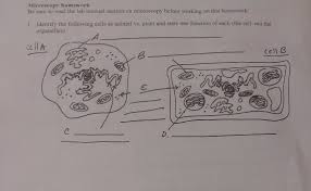 At the end of this plant and animal cell lesson plan, students will be able to differentiate between structure and function in plant and animal cell organelles, including cell membrane, cell wall, nucleus, cytoplasm, mitochondrion, chloroplast, and vacuole. Microscopy Homework Be Sure To Read The Lab Manual Chegg Com