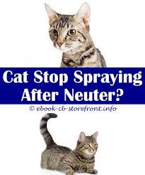 5 Productive Tips Keep Cats Out Of Yard Spray How To Use Frontline Spray On Cats Will A Male Cat Spray If Not Neutered Cat Shaking Tail Spraying Genone Spray F