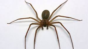 Here is what to do if this venomous spider bites someone. Got A Spider Bite Most Of The Time No Need To Panic