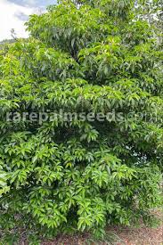 Image result for Mimusops