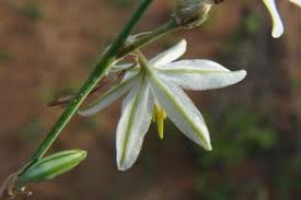 Image result for Chlorophytum galpinii