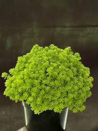 Image result for Sedum ruwenzoriense