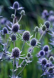Green Girly Zone 3 Flowers Sea Holly Herbaceous Perennials Sea Holly Plants