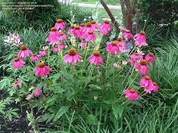 Located near the university of louisville, apartments at vesta derby oaks feature brand new and renovated interiors, updated kitchens, plank wood flooring, air. Plantfiles Pictures Echinacea Eastern Purple Coneflower Powwow Wild Berry Echinacea Purpurea By Sladeofsky