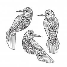 They are super fast fliers, reaching speeds of 150mph. Premium Vector 3 Birds Coloring Pages For Adults