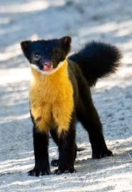 Nilgiri Marten Com Imagens Animais Silvestres Animais Selvagens Animais Raros