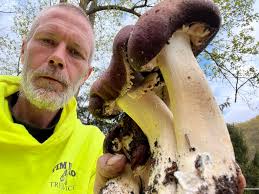 Do soil blockers need a 3/4" insert for seeds?