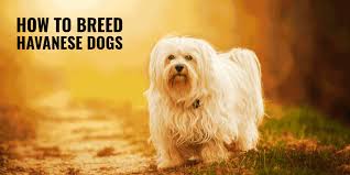How To Breed Havanese Dogs Background Rearing Health Faq
