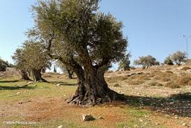 Olive Trees Bibleplaces Com
