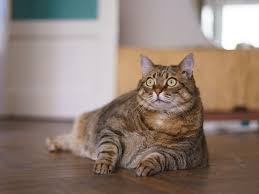 Jul 12, 2020 · to figure out how much food to feed a cat at each meal, simply divide the daily amount of food by the number of meals you plan to offer each day. How To Care For Fat Cats