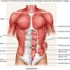See muscle anatomy stock video clips. 1