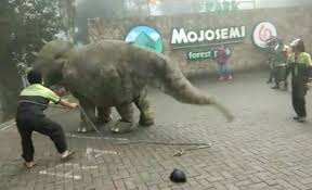 We did not find results for: Heboh Penampakan Dinosaurus Raksasa Di Taman Mojosemi Park Magetan Mendadak Ramai Jadi Perbincangan Mirip Di Film Jurrasic Park Ini Faktanya Joglosemar News