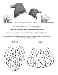 Black Bird With White Wing Tips And Tail Tail Feather Difference Crows Ravens Raven Crow