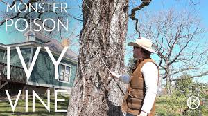 You have to do it repeatedly as the plant will continue to grow, every week or two. Remove Large Poison Ivy Vines Youtube