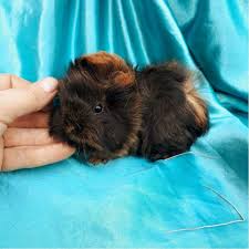 Ginepigler Panosundaki Pin