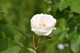 Check spelling or type a new query. Pink Flower Plant White Rose Rosebush Petals Botany Garden Rosary Nature Flowering Pikist