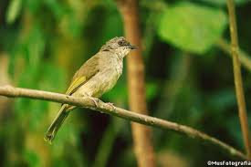 Saat ini jenis spesies burung di indonesia semakin bertambah. Olive Wing Bulbul Pycnonotus Plumosus Burung Merbah Belukar Alam Bersulam Bahasa