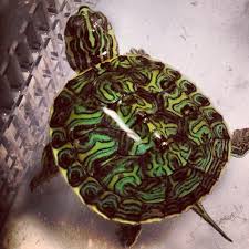 Dwarf Turtles For Sale Small Turtles For Sale Slider Spotted Terrapins