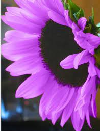We did not find results for: Purple Sunflower Beautiful Flowers Garden Pretty Flowers Beautiful Flowers