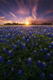 The massive pink granite dome rising above central texas has drawn people for thousands of. Wild Flowers Inspiration Photo A Canvas Of Texas Spring By Nagesh Mahadev On 500px Flowers Tn Leading Flowers Magazine Daily Beautiful Flowers For All Occasions