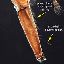 Image result for Isoglossa ciliata