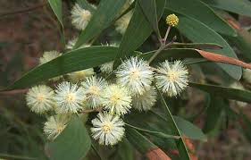 Image result for Acacia melanoxylon