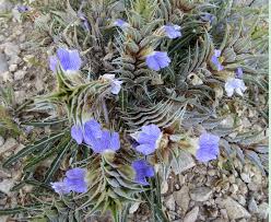 Image result for Blepharis diversispina