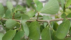 Image result for Flueggea virosa