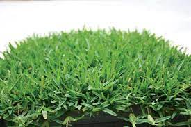Get directions, reviews and information for turfgrass hawaii in waianae, hi. Lush Dark Green Grass That Thrives In The Shade Hawaiian Turfgrass Hawaii Renovation