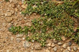 Image result for Guilleminea densa