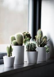 Pero no solo tienen beneficios visuales, los cactus son unas plantas que te pueden ayudar en muchas ocasiones. Algunos De Los Beneficios De Los Cactus En Casa