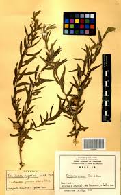 Image result for Centaurea praecox