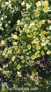 Image result for Hugonia grandiflora