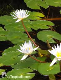 Image result for Nymphaea