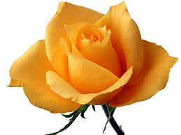 Image result for images of rose hd yellow